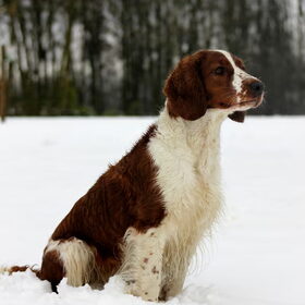Heerlijk met de kont in de koude sneeuw.