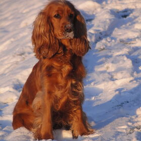 SneewBengel!