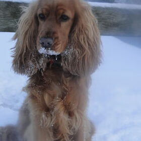 Witte snorrieeeee