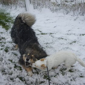 Het beetje sneeuw van dit jaar...