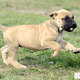 Ade Dyan