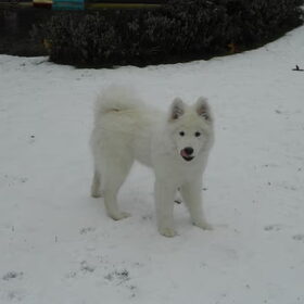 mikai in de sneeuw