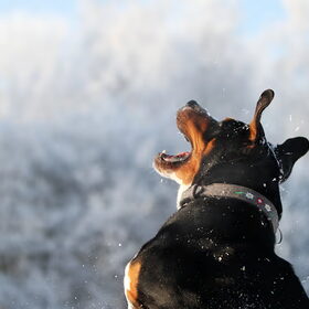 Sneeuwpret met Ollie