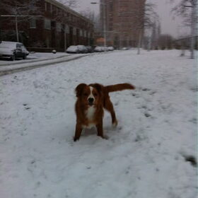 Diva voor het eerst in de sneeuw