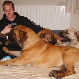 Ade Boerboels