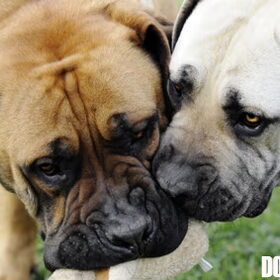 Ade Boerboels