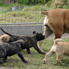 Maklikreg Cate met pupjes