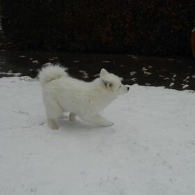 mikai in sneeuw