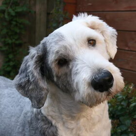 Quincy, mijn geschoren oude bobtail van 8