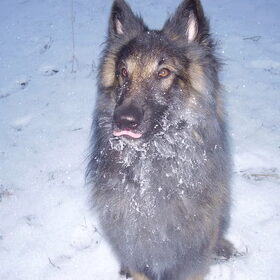 Gizmo im sneeuw