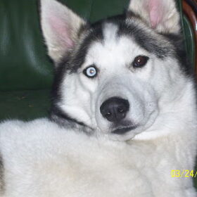 wolf