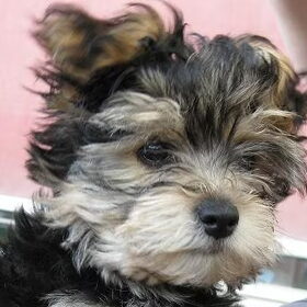Pasfoto Charlie