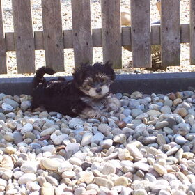 model Charlie