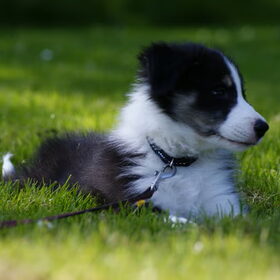 Luka in het gras