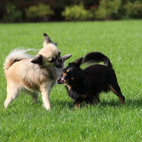 Kwade honden bijten elkaar niet