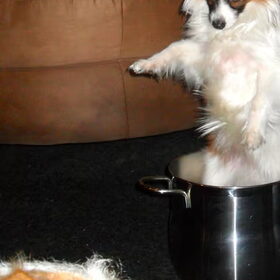 De hond in de pot vinden