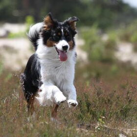 Inca springt een gat in de lucht