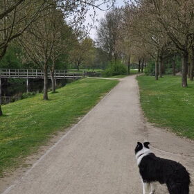 De kat uit de boom kijken..