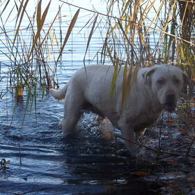 Je word met een kluitje in het riet gestuurd....