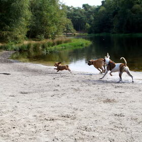 Als twee honden vechten om een been, loopt de derde ermee…