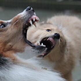 Oog om oog, tand om tand