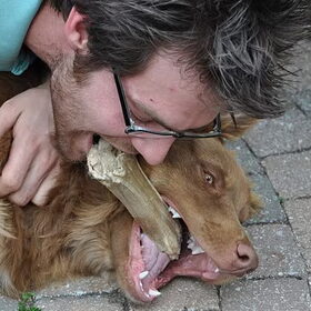 Als 2 "honden" vechten om een been