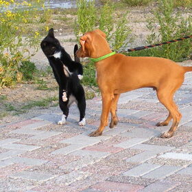 als kat en hond leven