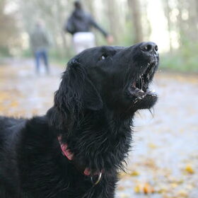 blaffende honden bijten niet