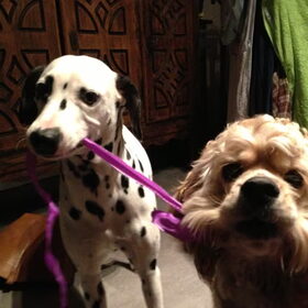 Als twee honden vechten om een... ehmm lintje :)