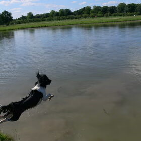 Een blode hond wordt zelden vet.(je moet soms risoco's…