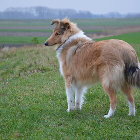 Commandeer je hond en blaf zelf