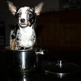 De hond in de pot vinden