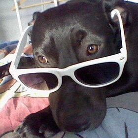 Coole hond