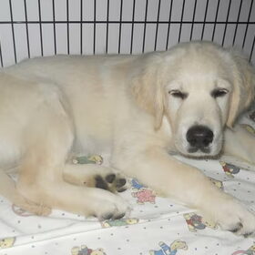 Men moet geen slapende honden wakker maken.