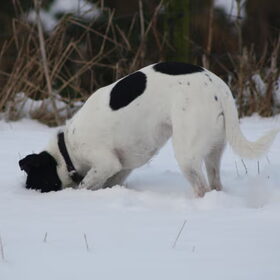Je kop in het zand(sneeuw) steken