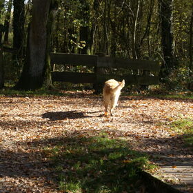 iemand het bos insturen