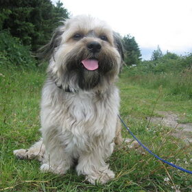 Barney in het bos