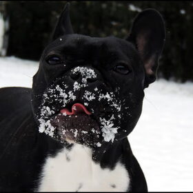 Sneeuweter