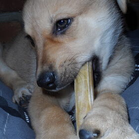 Zoë: Mijn eerste kauw staafje