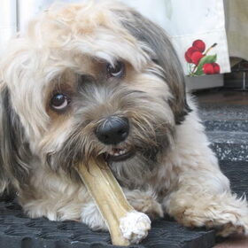 Barney