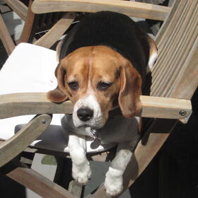 Beagle Famke in de zon