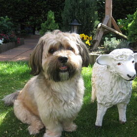 Barney met schaap