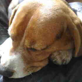 Famke de Beagle