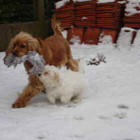 samen spele,
