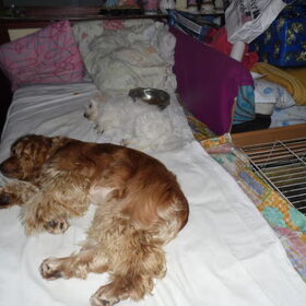samen slapen