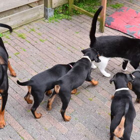 4 pups werken samen
