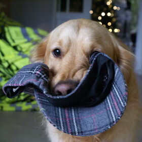 hier is je pet