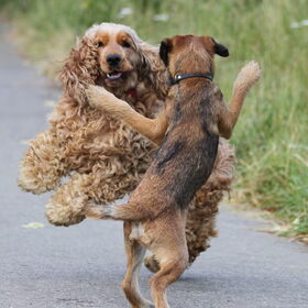 Samen de ChaCha dansen...