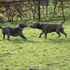 samen spelen