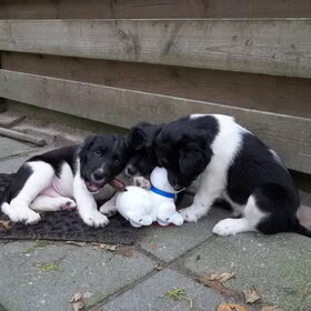 3 musketiers